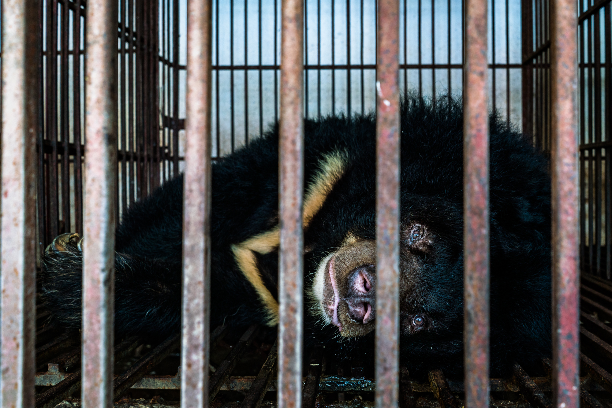 A bear suffers in a cage in a bear bile farm in northern Vietnam