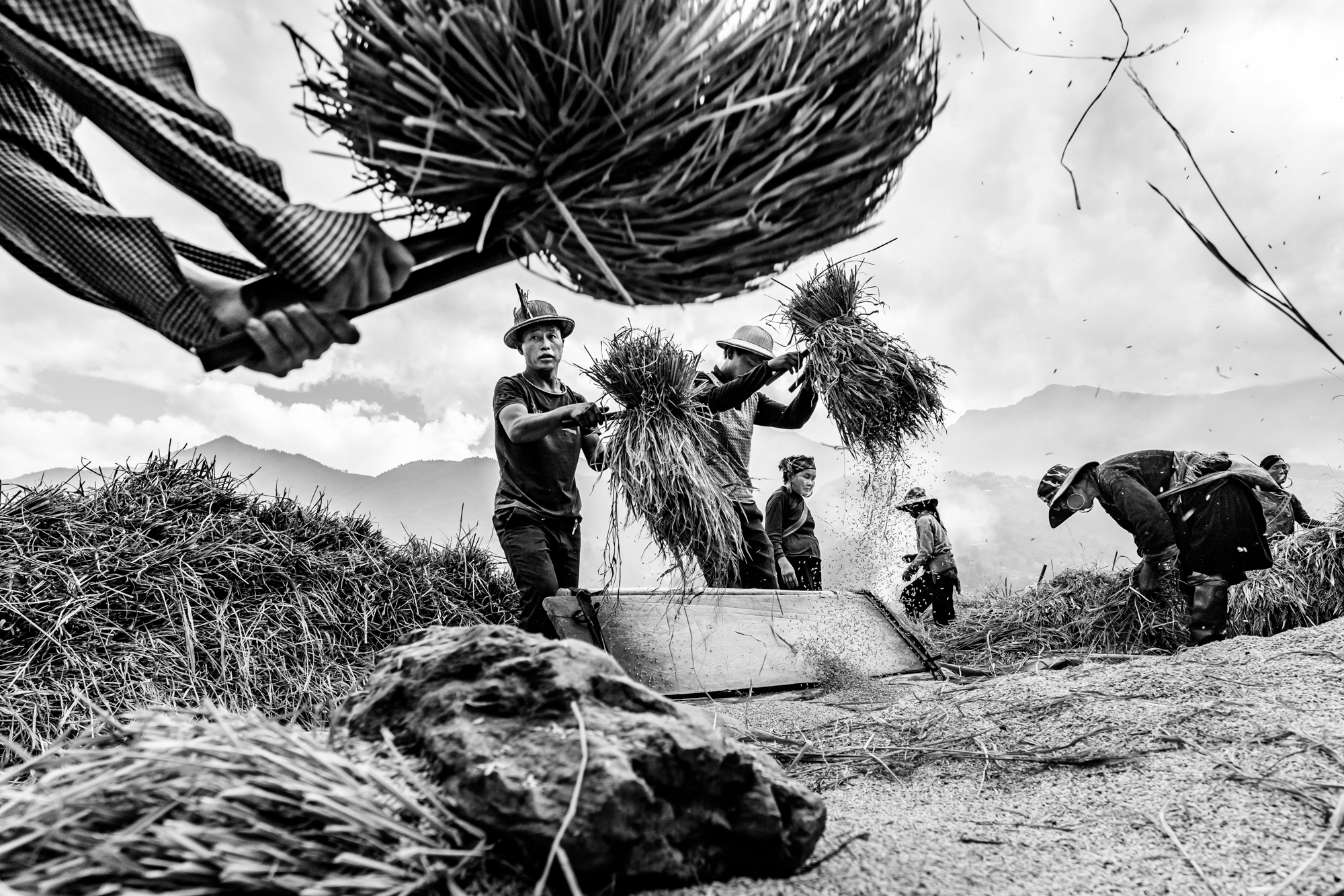 Rice harvesting and thrashing in northern Vietnam